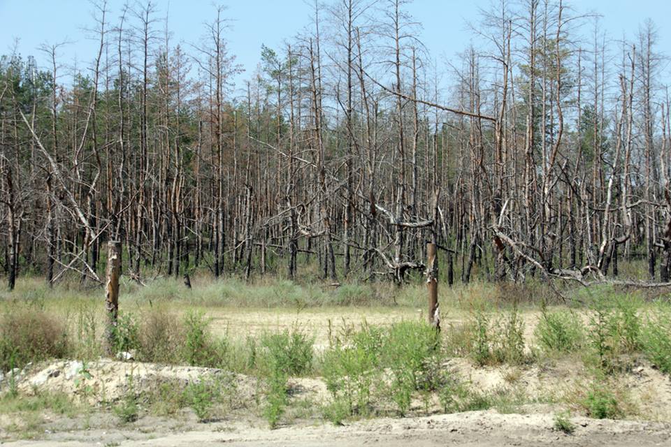 лес на сталенграде в ато, август 2016 год