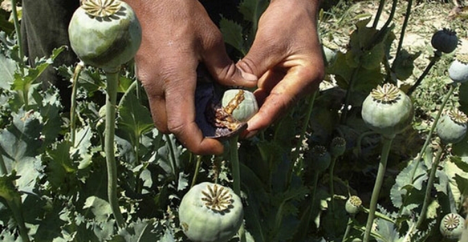 Наркобарон на Харьковщине