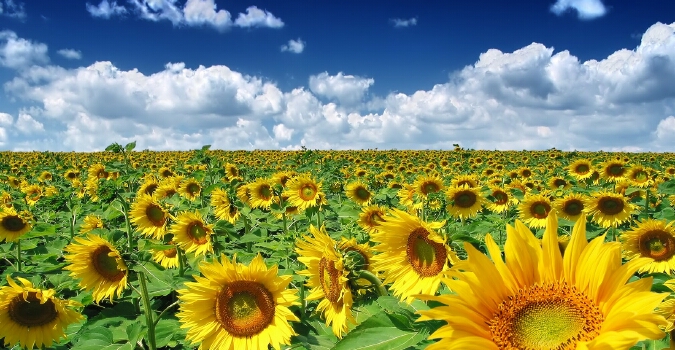 В Харькове, 20 июля, будет солнечно, без осадков