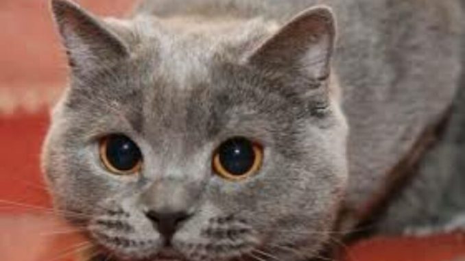 Бешенство в Харькове