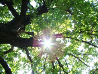 В Харькове, 17 августа, будет солнечно, без осадков