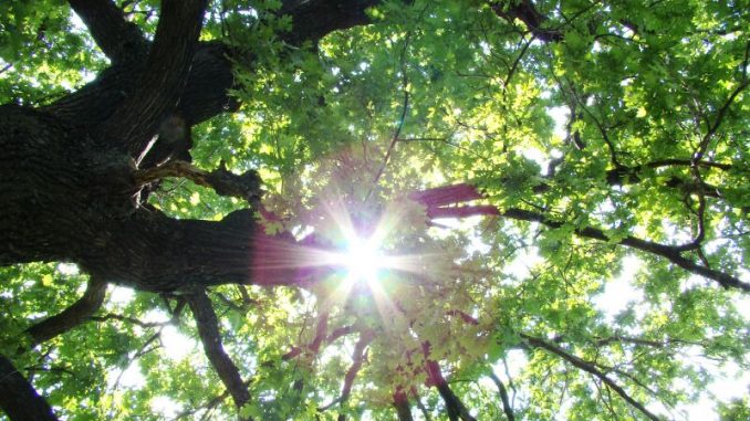 В Харькове, 17 августа, будет солнечно, без осадков