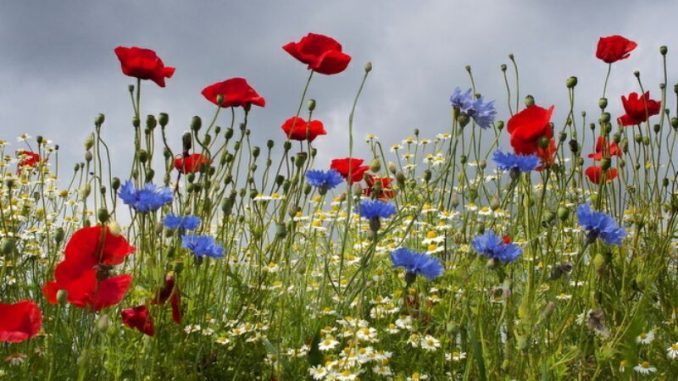 В Харькове, 10 августа, переменная облачность, без осадков