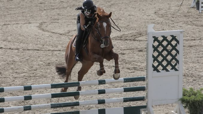 Кубок от автоторговцев разыграли конники (фото)