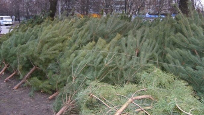 По чем будут елки в Харькове?