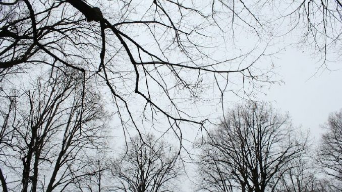 В Харькове, 29 декабря, облачно, без осадков