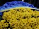 В День Соборности Украины возложили цветы к памятнику Тарасу Шевченко (фото)