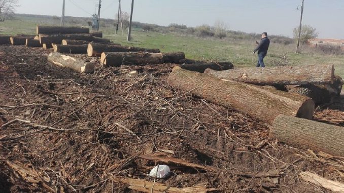 На Харьковщине хищнически вырубают леса
